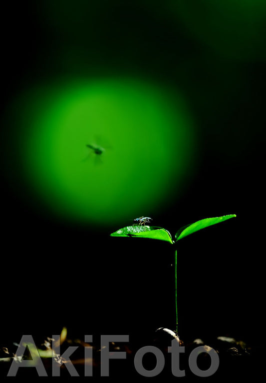 「サムサーラ」 -メッセージ-